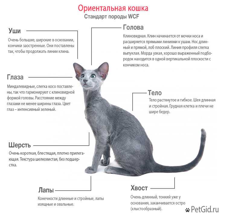 Стандарт ориентальной кошки (внешний вид)
