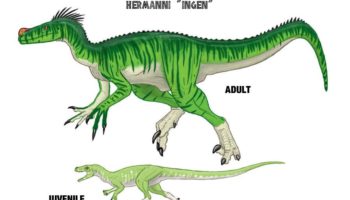 Орнитолест (Ornitholestes hermanni) — подробное описание древнего хищника