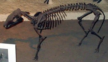 Орогиппус — вымерший представитель рода лошадей