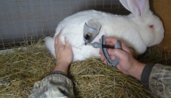 Основные причины и лечение поноса у кроликов