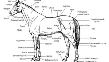 Особенности строения туловища ног и головы лошади