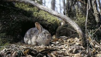 Отряд Зайцеобразные (Lagomorpha): семейства Зайцевых и Пищуховых, отличия, описания, рода и виды