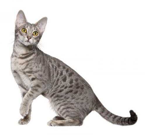 Оцикет: плюсы и минусы породы кошек, характеристики и история