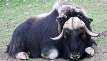 Овцебык, или мускусный бык (Ovibos moschatus)