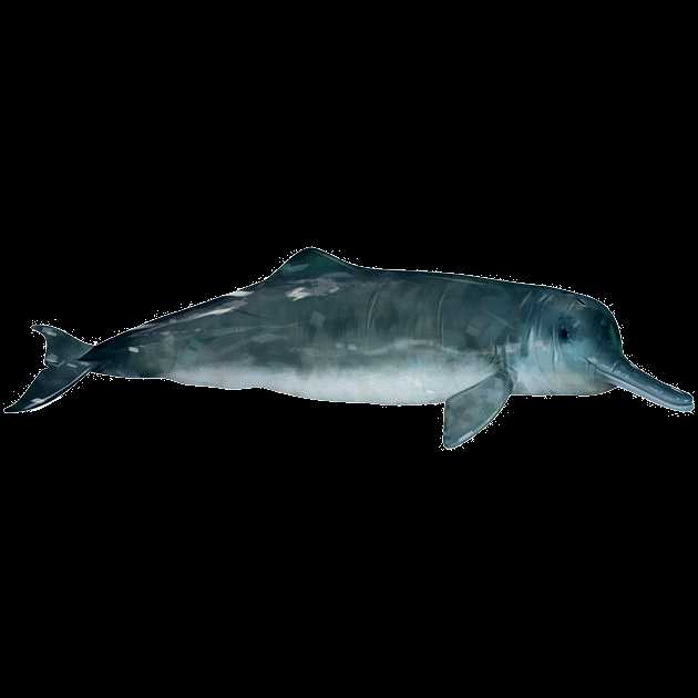 Интересные факты о китайском дельфине
