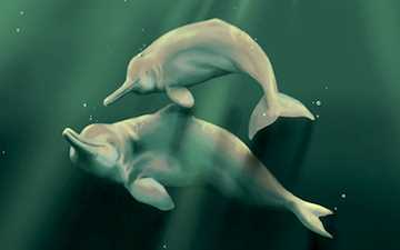 Список: Основные пресноводные водоемы, где обитает озёрный дельфин