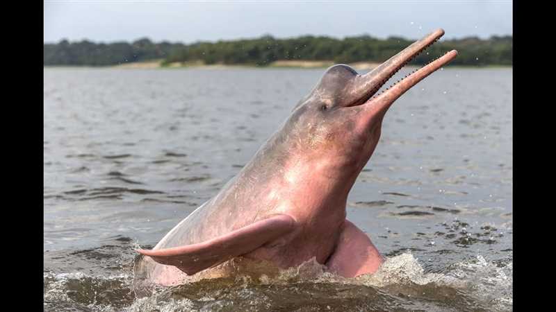 Озёрный дельфин, или китайский речной дельфин, или китайский пресноводный дельфин (Lipotes vexillifer)