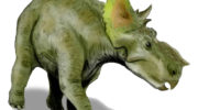 Пахиринозавры (Pachyrhinosaurus) — описание, особенности и классификация