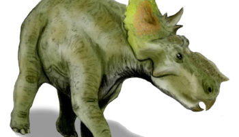 Пахиринозавры (Pachyrhinosaurus) — описание, особенности и классификация