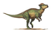 Пахицефалозавр — один из самых удивительных динозавров