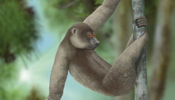 Палеопропитеки — вымершие приматы Мадагаскара