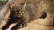 Пампасская кошка — описание и особенности