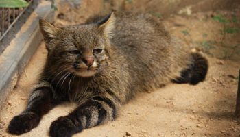 Пампасская кошка — описание и особенности