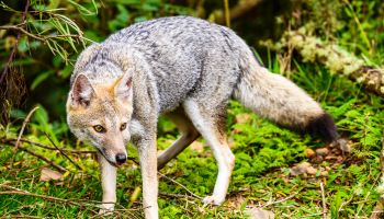 Парагвайская лисица — особенности и образ жизни