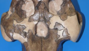 Парантропы (Paranthropus) — вымирающий род древних человекоподобных существ