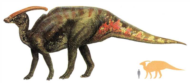 Эволюция и вымирание паразауролофов