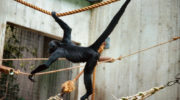 Паукообразная обезьяна: особенности и методы выживания