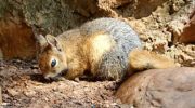 Персидская белка, или кавказская белка (Sciurus anomalus)