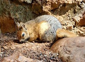 Персидская белка, или кавказская белка (Sciurus anomalus)