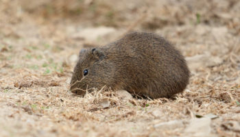 Перуанская свинка (Cavia tschudii): описание, особенности вида, места обитания