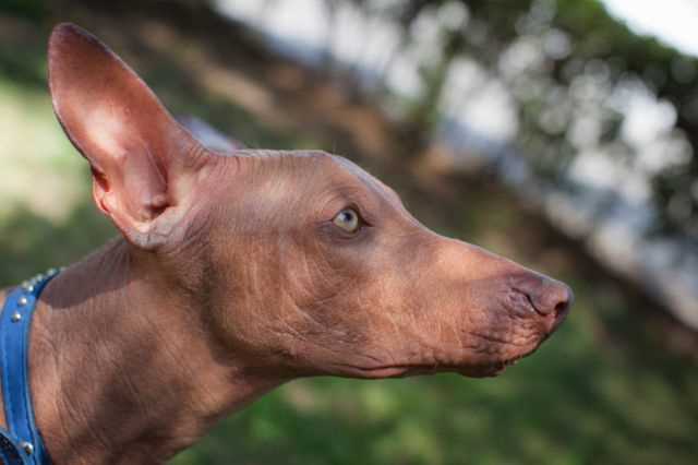 Как выбрать перуанскую голую собаку?