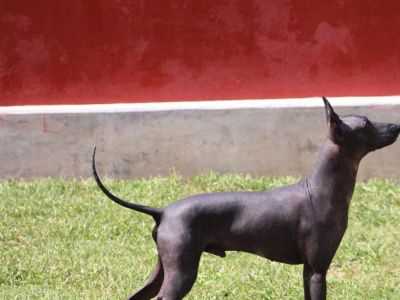 Здоровье перуанской голой собаки