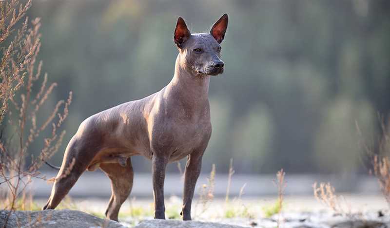 Стандарт (внешний вид) перуанской голой собаки