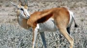 Песчаная газель (Gazella leptoceros)
