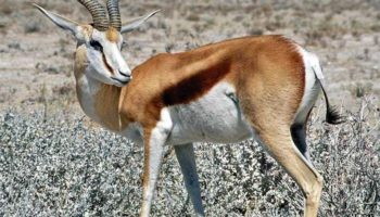 Песчаная газель (Gazella leptoceros)