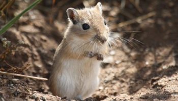 Песчанковые (Gerbillinae) — экзотические грызуны из Азии и Африки