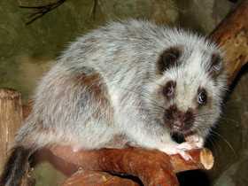 Пещерная крыса (Spelaeomys florensis)