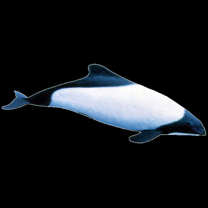 Взаимодействие пёстрых дельфинов с другими видами морской жизни