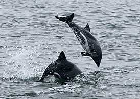 Особенности поведения пёстрых дельфинов