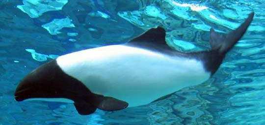 Популярные места наблюдения за пёстрыми дельфинами