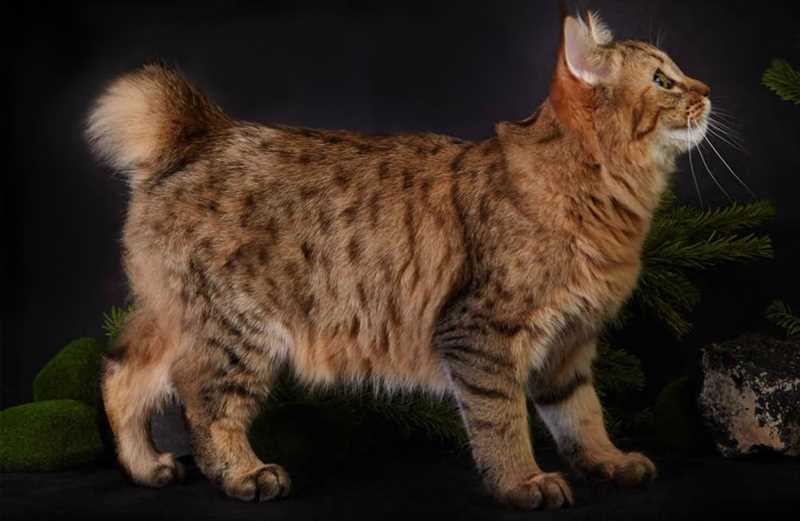 История породы кошек Пиксибоб