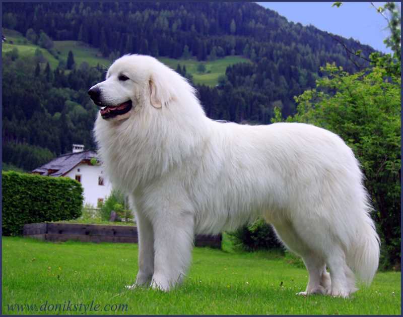 Как выбрать пиренейскую горную собаку
