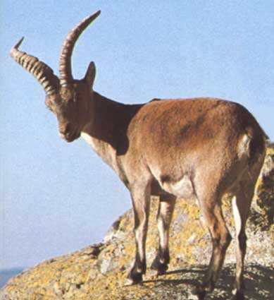 Охота на пиренейского козла