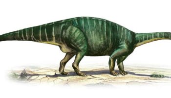 Платеозавр (Plateosaurus) — описание, особенности и история открытия