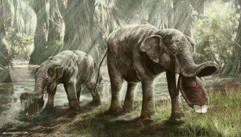 Платибелодоны — загадочные животные древности