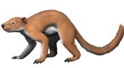 Плезиадапис — древнее вымершее млекопитающее