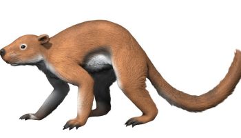 Плезиадапис — древнее вымершее млекопитающее