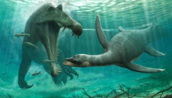 Плезиозавры — захватывающие открытия и загадки древних морских тварей
