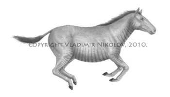Плиогиппус — вымершее животное семейства лошадиных