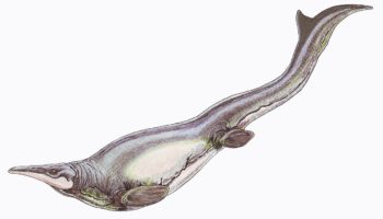 Плотозавр (Plotosaurus) — описание, характеристики и история открытия