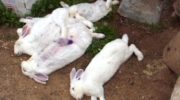 Почему дохнут кролики?