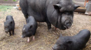 Почему разведение вьетнамских свиней пользуется популярностью