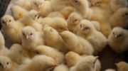 Почему у цыплят залипает клоака: раскладываем по пунктам