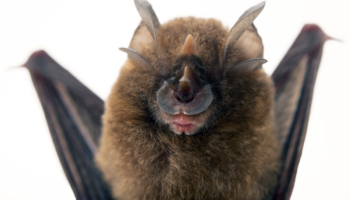 Подковоносы (Rhinolophus) — особенности строения и поведения