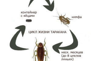 Подробный обзор жизненного цикла тараканов: как быстро размножаются, как выглядит самка, яйца, инструкция как остановить распространение тараканов