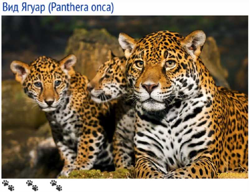 Систематика подсемейства Pantherinae